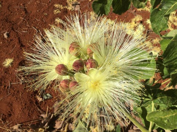 Flor de pequi