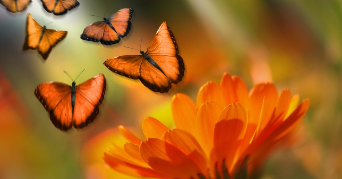 borboletas saindo de uma flor laranja Lea Marcondes